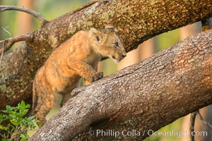 Lion cub in a tree, Maasai Mara National Reserve, Kenya, Panthera leo