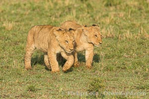 Lion cubs, Maasai Mara National Reserve, Kenya, Panthera leo