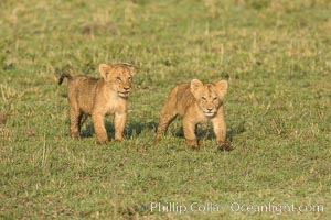 Lion cubs, Maasai Mara National Reserve, Kenya, Panthera leo