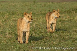 Lion cubs, Maasai Mara National Reserve, Kenya, Panthera leo