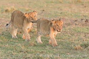 Lion cubs, Olare Orok Conservancy, Kenya, Panthera leo