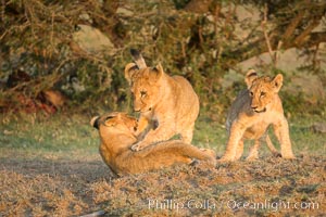 Lion cubs, Olare Orok Conservancy, Kenya, Panthera leo