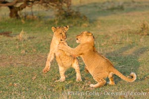 Lion cubs, Olare Orok Conservancy, Kenya