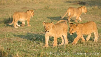 Lion cubs, Olare Orok Conservancy, Kenya, Panthera leo