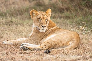 Lion at Dusk, Mara North Conservancy, Kenya, Panthera leo