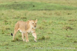 Lion female, Maasai Mara National Reserve, Kenya, Panthera leo