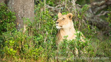 Lion female, Maasai Mara National Reserve, Kenya, Panthera leo