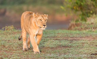 Lion female, Maasai Mara National Reserve, Kenya, Panthera leo