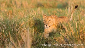 Lion female, Maasai Mara National Reserve, Kenya, Panthera leo