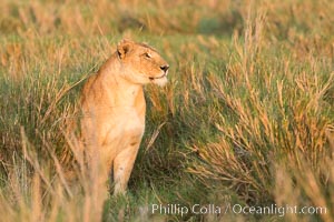 Lion female, Maasai Mara National Reserve, Kenya, Panthera leo