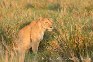 Lion female, Maasai Mara National Reserve, Kenya, Panthera leo