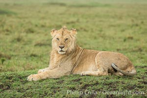 Lion, Maasai Mara National Reserve, Kenya, Panthera leo