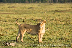 Lion, Maasai Mara National Reserve, Kenya, Panthera leo