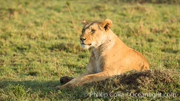 Lion, Maasai Mara National Reserve, Kenya, Panthera leo