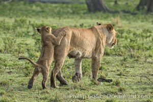 Lion, Maasai Mara National Reserve, Kenya, Panthera leo