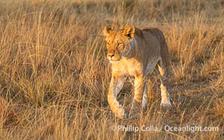 Lion in the Mara North Conservancy, Greater Masai Mara, Kenya, Panthera leo