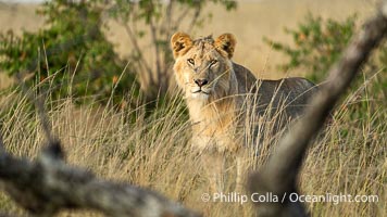 Lion in the Mara North Conservancy, Greater Masai Mara, Kenya, Panthera leo