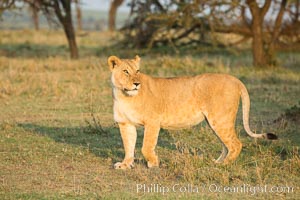 Lion, Olare Orok Conservancy, Kenya, Panthera leo