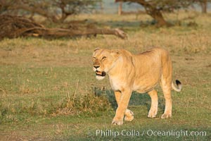 Lion, Olare Orok Conservancy, Kenya, Panthera leo