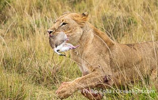 Lion Playing Keep-Away with Fresh-Killed Thomson's Gazelle, Mara North Conservancy, Kenya, Panthera leo