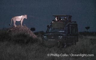 Lion Stands on Termite Mound to View Safari Vehicle, Night Vision, Greater Masai Mara, Kenya, Panthera leo, Mara North Conservancy