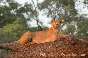 Lion in a tree, Maasai Mara National Reserve, Kenya, Panthera leo