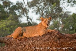 Lion in a tree, Maasai Mara National Reserve, Kenya, Panthera leo