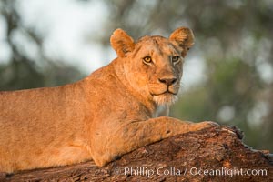 Lion in a tree in warm light at sunrise, Maasai Mara National Reserve, Kenya