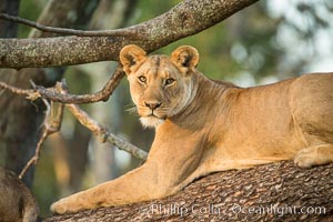 Lion in a tree, Maasai Mara National Reserve, Kenya, Panthera leo