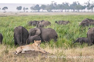 Lioness and Elephants in Marsh, Masai Mara, Kenya, Panthera leo, Maasai Mara National Reserve