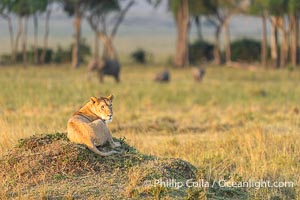 Lioness, Elephants and Trees, Marsh Pride, Masai Mara, Panthera leo, Maasai Mara National Reserve