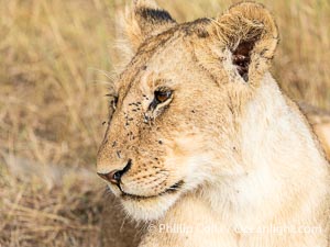 Lioness in the Masai Mara, Kenya, Panthera leo, Maasai Mara National Reserve