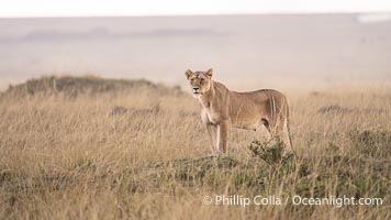 Lioness at Sunset in the Masai Mara, Kenya, Panthera leo, Maasai Mara National Reserve