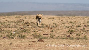Lioness travelling over open savannah, Mara North Conservancy, Kenya, Panthera leo