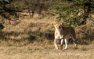 Lioness travelling over open savannah, Mara North Conservancy, Kenya, Panthera leo