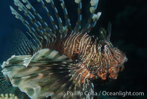 Image 05240, Lionfish. Egyptian Red Sea, Pterois miles, Phillip Colla, all rights reserved worldwide. Keywords: animal, color and pattern, dangerous, devil firefish, egypt, egyptian red sea, fish, fish anatomy, indo-pacific, lion fish, lionfish, lionfish or turkeyfish, marine, marine fish, nature, ocean, oceans, pterois miles, red sea, sea, spine, stripe, teleost fish, turkeyfish, underwater, venom, venomous, wildlife.
