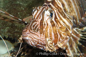 Lionfish, Pterois volitans