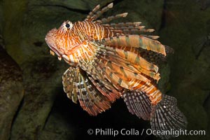 Lionfish, Pterois volitans