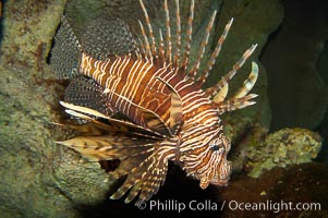 Lionfish, Pterois volitans