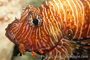 Lionfish, Pterois volitans