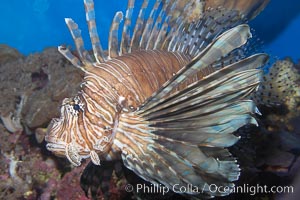 Lionfish, Pterois miles