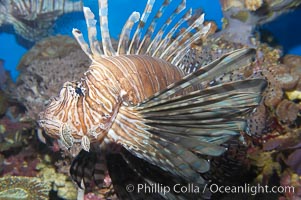 Lionfish, Pterois miles