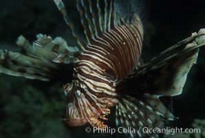 Lionfish. Egyptian Red Sea, Pterois miles, natural history stock photograph, photo id 05237