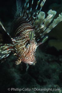 Lionfish, Pterois miles, Egyptian Red Sea