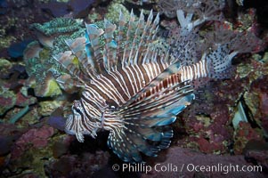 Lionfish, Pterois miles