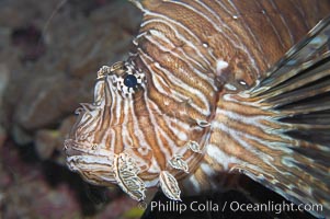 Lionfish, Pterois miles