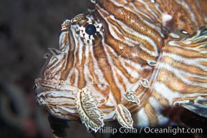 Lionfish, Pterois miles