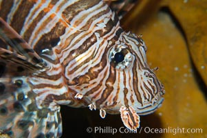 Lionfish, Pterois miles