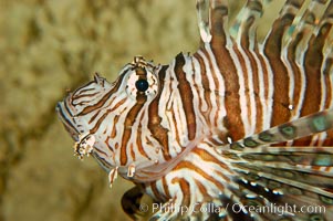 Lionfish, Pterois volitans