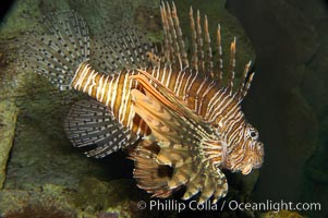 Lionfish, Pterois volitans